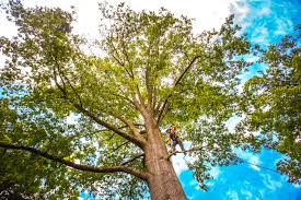 Best Weed Control  in Spring Lake, NC