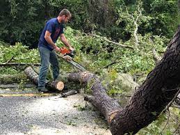 Best Root Management and Removal  in Spring Lake, NC