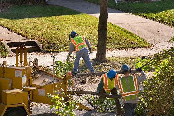 Best Tree Preservation Services  in Spring Lake, NC