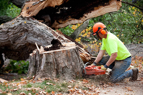 Best Hazardous Tree Removal  in Spring Lake, NC